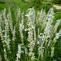 Salvia farinacea 'Victoria Silver' fleur